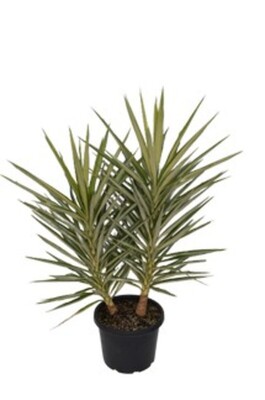 Yucca Elephantipes - Heads 250mm Pot