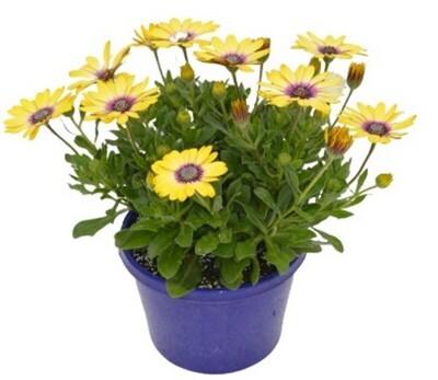 Osteospermum - Blue Eyed Beauty 150mm Pot (VN)