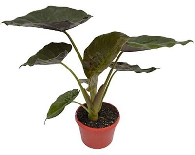 Alocasia - Elephant Ear 150mm Pot (VN)