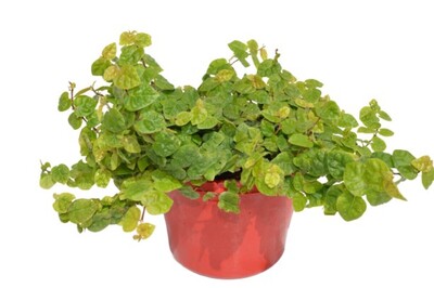 Ficus - Creeping Fig 150mm Pot (VN)