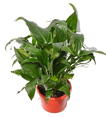 Spathiphyllum Chico - Peace Lily 150mm Pot (VN)