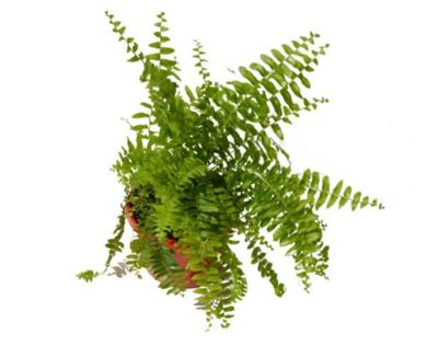 Nephrolepis - Boston Fern 150mm Pot (VN)