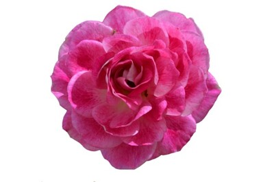 Rose 2ft Patio - Brilliant Pink Iceberg 250mm Pot (VN)