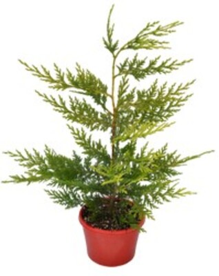 Cupressocyparis - Castlewellan Gold 150mm Pot (VN)