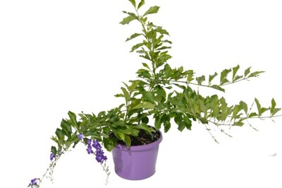 Duranta - Geisha Girl 150mm Pot (VN)