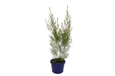 Chamelaucium Moonlight Delight 140mm
