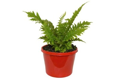 Blechnum - Silver Lady Fern 150mm Pot (VN)