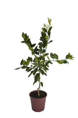 Orange - Washington Navel Dwarf 200mm Pot