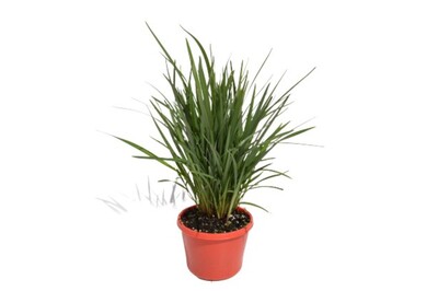 Dianella - Streetscape 150mm Pot (VN)