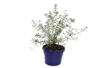 Westringia - Wynyabbie Gem 150mm Pot (VN)