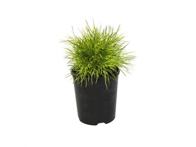 Acacia - Limelight 140mm Pot