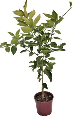 Tangelo - Minneola 200mm Pot