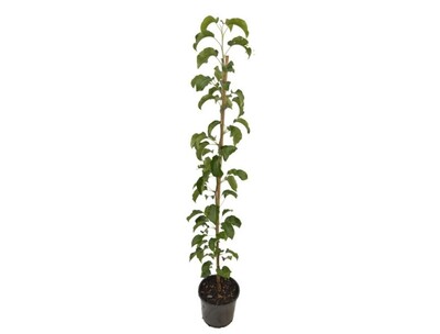 Pyrus - Capital Pear 200mm Pot