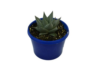 Haworthia - Savannah 150mm Pot (VN)
