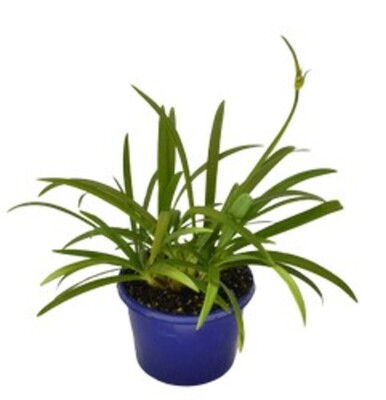 Agapanthus praecox - Blue 150mm Pot (VN)