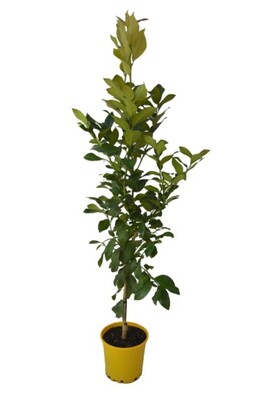 Lemon - Lemonade 200mm Pot