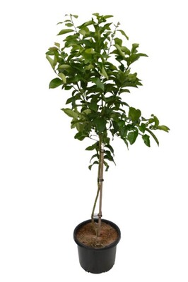 Lemon - Lisbon 400mm Pot (Advanced)