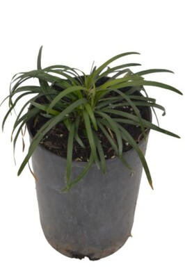 Ophiopogon - Giant Mondo Grass 80mm Pot