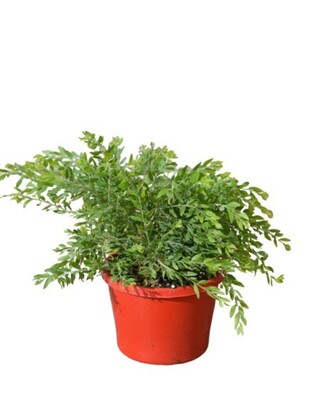 Acacia - Sticky Wattle 150mm Pot (VN)