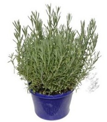 Lavender - Sensation White 150mm Pot (VN)