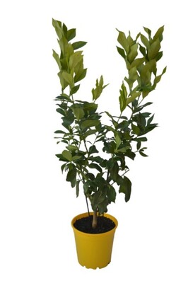 Double Graft - Lisbon & Eureka Lemon 250mm Pot