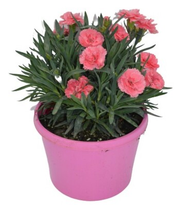 Carnation - Oscar Pink 150mm Pot (VN)