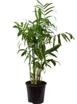 Chamaedorea Seifritzii - Bamboo Palm 200mm Pot