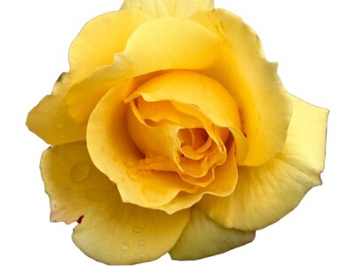 Rose 2ft Patio - Gold Bunny 250mm Pot (VN)