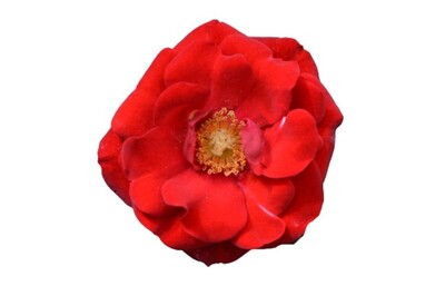 Rose 3ft Standard - Satchmo 250mm Pot (VN)