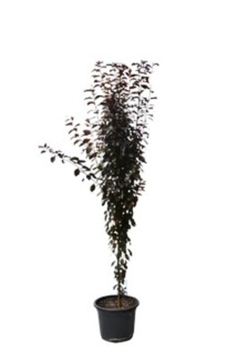 Prunus - Oakville Crimson Spire 250mm Pot