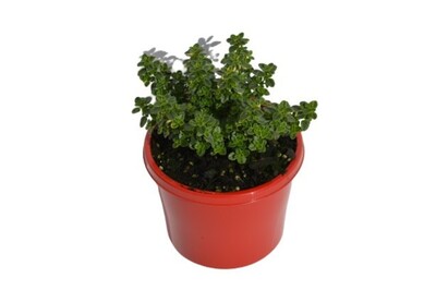 Thyme - Varigated Lemon 115mm Pot (VN)