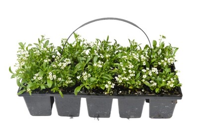 Alyssum - Snow Crystals Mix 10 Pack