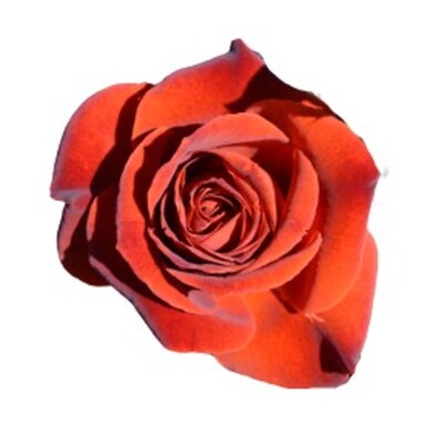 Rose 2ft Patio - Hot Chocolate 250mm Pot (VN)
