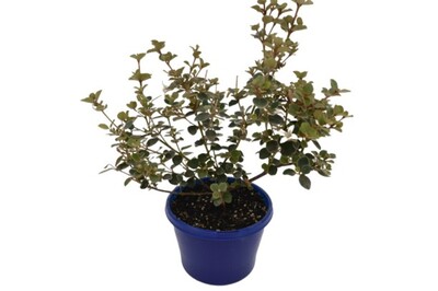 Correa Alba - White 150mm Pot (VN)