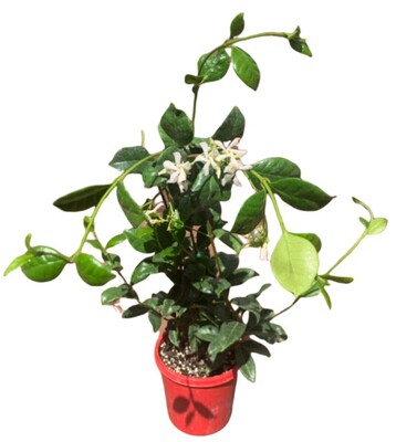 Trachelospermum - Star Jasmin 150mm Pot (VN)