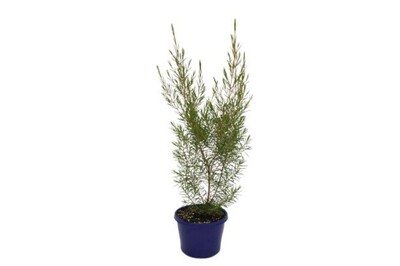 Chamelaucium - Petticoat Pink 140mm Pot
