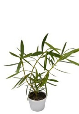 Oleander - Professor Martin 150mm Pot (VN)