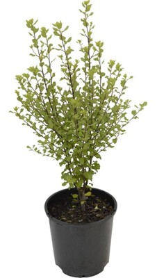 Pittosporum - Screen Master 200mm Pot