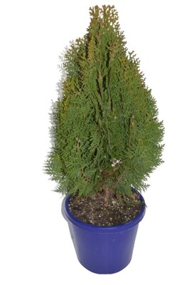 Thuja Orientalis - Golden Biota 200mm Pot