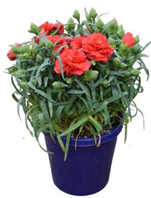 Carnation - Lillipot Mix 150mm Pot (VN)