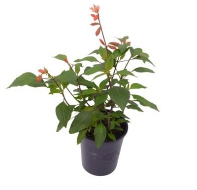 Salvia - Embers Wish 140mm Pot
