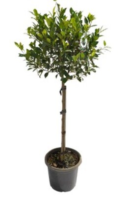 Ficus - Emerald Standard 300mm Pot