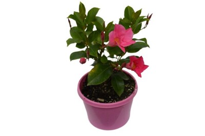Dipladenia - Diamantina Jade Pink 150mm Pot (VN)