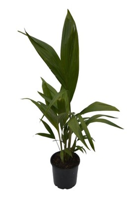 Alexander Palm 200mm Pot