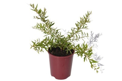 Grevillea - Canterbury Gold 150mm Pot (VN)