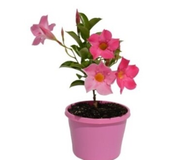 Mandevilla - Aloha Bright Pink 150mm Pot (VN)