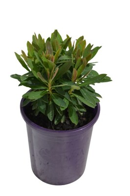 Euphorbia - Tiny Tim 140mm Pot