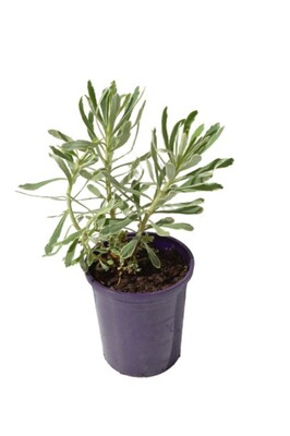 Euphorbia - Silver Swan 140mm Pot
