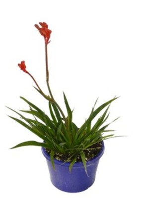 Anigozanthos Bush Inferno - Kangaroo Paw 150mm Pot (VN)