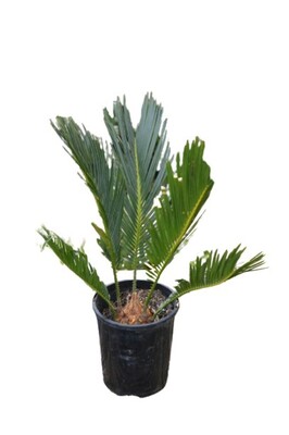 Cycad 140mm Pot